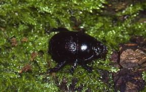 Geotrupe (Geotrupes stercorosus).De Agostini Picture Library/A. Calegari Geotrupe (Geotrupes stercorosus).De Agostini Picture Library/A. Calegari