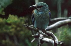 Ghiandaia marina (Coracias garrulus).De Agostini Picture Library/C. Galasso Ghiandaia marina (Coracias garrulus).De Agostini Picture Library/C. Galasso