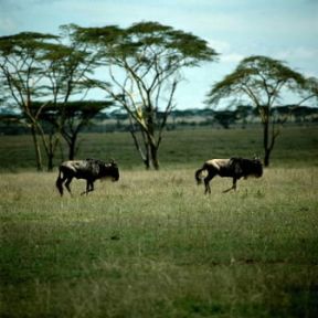 Gnu. Esemplari di Connochaetes taurinus.De Agostini Picture Library / P. Jaccod Gnu. Esemplari di Connochaetes taurinus.De Agostini Picture Library / P. Jaccod