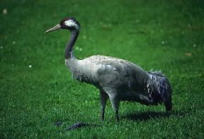 Gru comune (Grus grus).De Agostini Picture Library / A. Calegari Gru comune (Grus grus).De Agostini Picture Library / A. Calegari