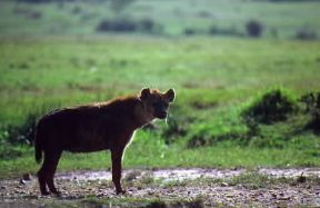 Iena . Esemplare di Hyaena brunnea. De Agostini Picture Library/C. Sappa
