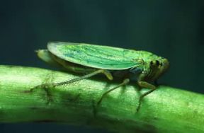 Insetti . Esemplare di Cicadella viridis appartenente all'ordine degli Emitteri.De Agostini Picture Library/A. Calegari Insetti . Esemplare di Cicadella viridis appartenente all'ordine degli Emitteri.De Agostini Picture Library/A. Calegari
