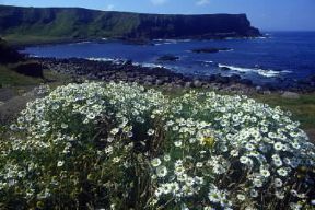 Irlanda . Veduta di un tratto di costa dell'Irlanda del Nord.De Agostini Picture Library/N. Cirani Irlanda . Veduta di un tratto di costa dell'Irlanda del Nord.De Agostini Picture Library/N. Cirani