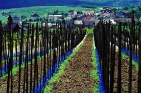 Lussemburgo. Vigneti nella valle della Mosella.De Agostini Picture Library/C. Sappa Lussemburgo. Vigneti nella valle della Mosella.De Agostini Picture Library/C. Sappa