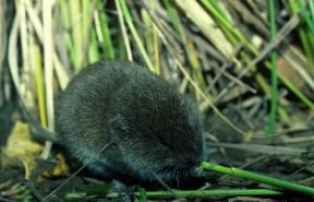 Microtus. Esemplare di Microtus arvalis.De Agostini Picture Library/C. Galasso