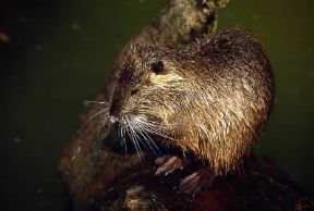 Nutria . Esemplare di Myocastor coypus.De Agostini Picture Library/A. Calegari Nutria . Esemplare di Myocastor coypus.De Agostini Picture Library/A. Calegari