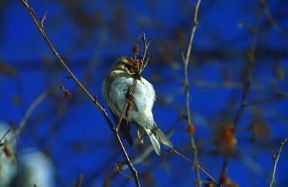 Organetto . Esemplare di Carduelis flammea.De Agostini Picture Library/P. Brichetti Organetto . Esemplare di Carduelis flammea.De Agostini Picture Library/P. Brichetti