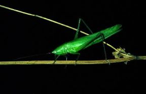 Ortotteri . Esemplare di Homocoryphus nitidulus.De Agostini Picture Library/A. Calegari Ortotteri . Esemplare di Homocoryphus nitidulus.De Agostini Picture Library/A. Calegari