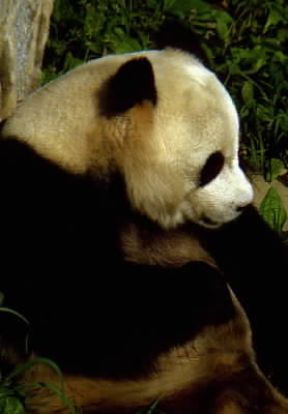 Panda . Esemplare di Ailuropoda melanoleuca.De Agostini Picture Library/A. Vergani Panda . Esemplare di Ailuropoda melanoleuca.De Agostini Picture Library/A. Vergani