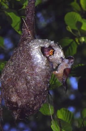 Pendolino (Anthoscopus pendulinus).De Agostini Picture Library/L. Andena