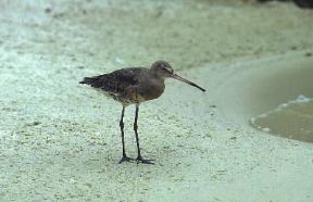 Pittima reale (Limosa limosa).De Agostini Picture Library/A. Bardi Pittima reale (Limosa limosa).De Agostini Picture Library/A. Bardi