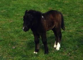 Pony . Puledro.De Agostini Picture Library/M. Pizzirani Pony . Puledro.De Agostini Picture Library/M. Pizzirani