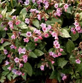 Pulmonaria (Pulmonaria officinalis).De Agostini Picture Library/A. Sella Pulmonaria (Pulmonaria officinalis).De Agostini Picture Library/A. Sella