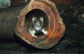 Ratto. Esemplare di Rattus norvegicus.De Agostini Picture Library/A. Calegari Ratto. Esemplare di Rattus norvegicus.De Agostini Picture Library/A. Calegari