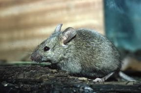 Topo domestico (Mus musculus).De Agostini Picture Library/C. Galasso Topo domestico (Mus musculus).De Agostini Picture Library/C. Galasso