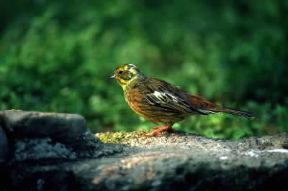 Zigolo. Esemplare di zigolo giallo (Emberiza citrinella).De Agostini Picture Library/A. Calegari