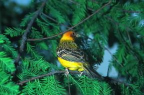 Zigolo dalla testa aranciata (Emberiza bruniceps).De Agostini Picture Library/A. Calegari