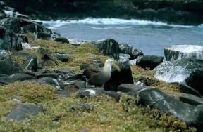 Albatro. De Agostini Picture Library/F. Galardi Albatro. De Agostini Picture Library/F. Galardi
