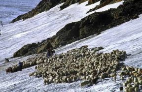 Trentino Alto-Adige. Un gregge sul ghiacciaio Niederjoch durante la transumanza dalla Val Senales (Bolzano) all'Austria.De Agostini Picture Library/A. Vergani