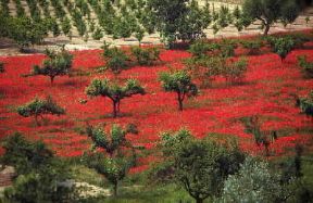 Umbria. Alberi da frutto. L'agricoltura, benché non rappresenti più uno dei pilastri dell'economia umbra, costituisce ancora un settore importante.De Agostini Picture Library/G. Berengo Gardin Umbria. Alberi da frutto. L'agricoltura, benché non rappresenti più uno dei pilastri dell'economia umbra, costituisce ancora un settore importante.De Agostini Picture Library/G. Berengo Gardin