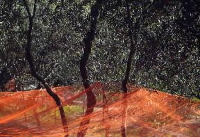 Liguria. Reti tese sotto gli alberi per la raccolta delle olive a Santo Stefano di Magra (La Spezia).De Agostini Picture Library/G. P. Cavallero Liguria. Reti tese sotto gli alberi per la raccolta delle olive a Santo Stefano di Magra (La Spezia).De Agostini Picture Library/G. P. Cavallero