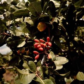 Pistacchio. Frutti di Pistacia vera sui rami.De Agostini Picture Library/M. Pedone Pistacchio. Frutti di Pistacia vera sui rami.De Agostini Picture Library/M. Pedone