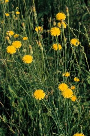 (Tragopogon pratensis) Barba di becco De Agostini Picture Library / G. Negri