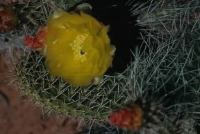 Aculeo. Esemplare di Pear cactus.De Agostini Picture Library/G. Sioën Aculeo. Esemplare di Pear cactus.De Agostini Picture Library/G. Sioën