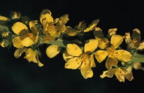 Agrimonia . Infiorescenze di Agrimonia eupatoria.De Agostini Picture Library/G. Negri Agrimonia . Infiorescenze di Agrimonia eupatoria.De Agostini Picture Library/G. Negri