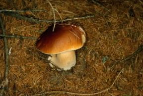 Boletus . Esemplare di Boletus edulis.De Agostini Picture Library/M.Giovanoli Boletus . Esemplare di Boletus edulis.De Agostini Picture Library/M.Giovanoli