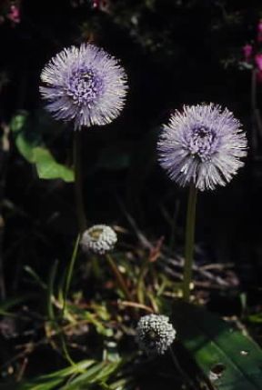 Bottonaria . Esemplare di Globularia nudicaulis.De Agostini Picture Library/A. Caccini Bottonaria . Esemplare di Globularia nudicaulis.De Agostini Picture Library/A. Caccini