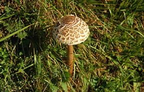 Bubbola maggiore (Lepiota procera).De Agostini Picture Library/M. Giovanoli Bubbola maggiore (Lepiota procera).De Agostini Picture Library/M. Giovanoli