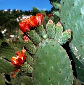 Cactacee. Infiorescenze di Opuntia tomentosa.De Agostini Picture Library/2P