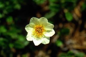Camedrio. Fiore di Dryas octopetala.De Agostini Picture Library/M. Giovanoli Camedrio. Fiore di Dryas octopetala.De Agostini Picture Library/M. Giovanoli
