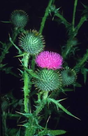 Cardo selvatico (Cirsium eriophorum).De Agostini Picture Library/M. Giovanoli