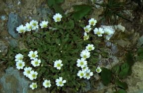 Cerastium latifolium. De Agostini Picture Library/M. Giovanoli Cerastium latifolium. De Agostini Picture Library/M. Giovanoli