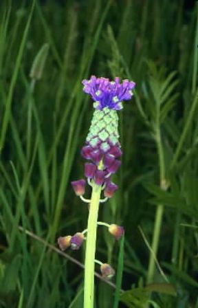 Cipollaccio. Infiorescenza di Muscari comosum.De Agostini Picture Library/M. Giovanoli