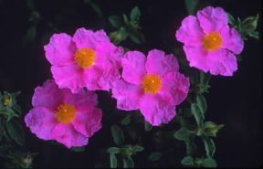 Cistus (Cistus albidus).De Agostini Picture Library/E. Bertaggia Cistus (Cistus albidus).De Agostini Picture Library/E. Bertaggia