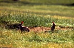 Coniglio. Esemplari di coniglio selvatico.De Agostini Picture Library / G. Cappelli