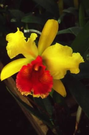 Corolla irregolare di orchidea del genere Cattleya.De Agostini Picture Library / E. Bertaggia Corolla irregolare di orchidea del genere Cattleya.De Agostini Picture Library / E. Bertaggia