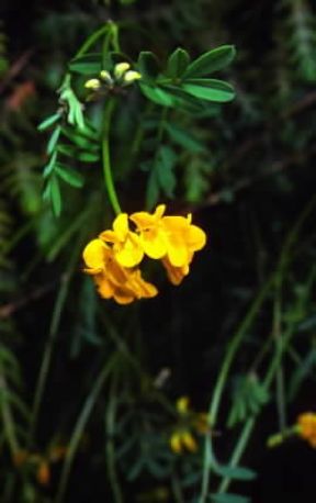 Coronilla vaginalis. De Agostini Picture Library / M. Giovanoli