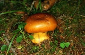 Cortinario (Cortinarius fulmineus).De Agostini Picture Library / M. Giovanoli