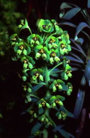 Euforbia. Euphorbia characias.De Agostini Picture Library/M. Pizzirani Euforbia. Euphorbia characias.De Agostini Picture Library/M. Pizzirani