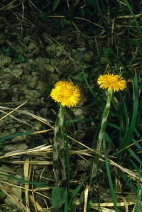 Farfara (Tussilago farfara).De Agostini Picture Library/M. Giovanoli Farfara (Tussilago farfara).De Agostini Picture Library/M. Giovanoli