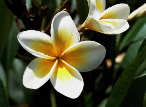 Frangipane (Plumeria frangipani).De Agostini Picture Library/ 2 P