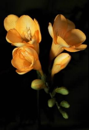 Fresia (Freesia refracta).De Agostini Picture Library/ 2 P