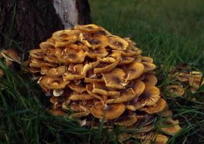 Fungo. Esemplare di Armillariella mellea.De Agostini Picture Library/M. Pizzirani Fungo. Esemplare di Armillariella mellea.De Agostini Picture Library/M. Pizzirani
