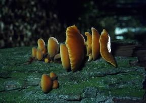 Fungo. Esemplare di Collybia velutipes.De Agostini Picture Library/M. Pizzirani Fungo. Esemplare di Collybia velutipes.De Agostini Picture Library/M. Pizzirani