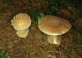 Fungo (Amanita spissa).De Agostini Picture Library/M. Giovanoli Fungo (Amanita spissa).De Agostini Picture Library/M. Giovanoli