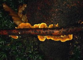 Fungo (Coriolus hirsutus).De Agostini Picture Library/M. Giovanoli Fungo (Coriolus hirsutus).De Agostini Picture Library/M. Giovanoli